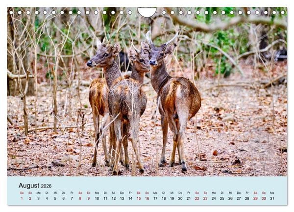 Produktbild: Indonesien - Die kleinen Sundainseln (Wandkalender 2026 DIN A4 quer), CALVENDO Monatskalender