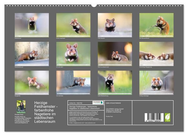 Produktbild: Herzige Feldhamster - farbenfrohe Nagetiere im st&auml;dtischen Lebensraum (hochwertiger Premium Wandkalender 2026 DIN A2 quer), Kunstdruck in Hochglanz