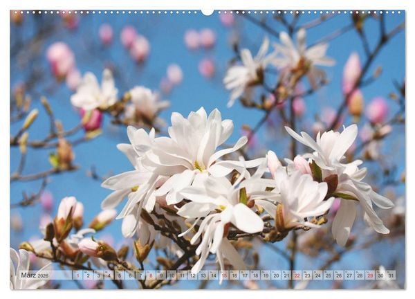 Produktbild: Magnolien Ein Bl&uuml;tenrausch (Wandkalender 2026 DIN A2 quer), CALVENDO Monatskalender
