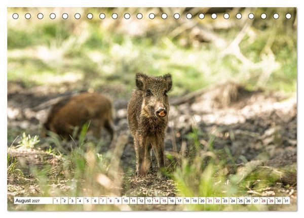 Produktbild: Wildtiere im M&uuml;ritz-Nationalpark (Tischkalender 2027 DIN A5 quer), CALVENDO Monatskalender