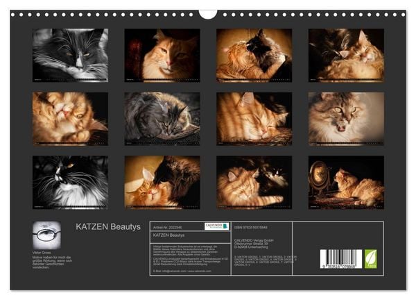 Produktbild: KATZEN Beautys (Wandkalender 2026 DIN A3 quer), CALVENDO Monatskalender