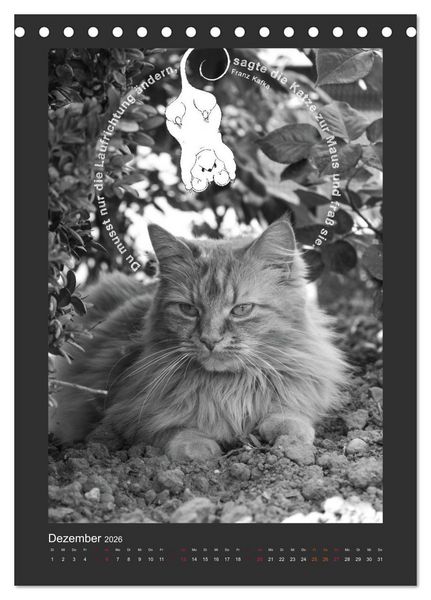 Produktbild: Katz & Maus (Tischkalender 2026 DIN A5 hoch), CALVENDO Monatskalender