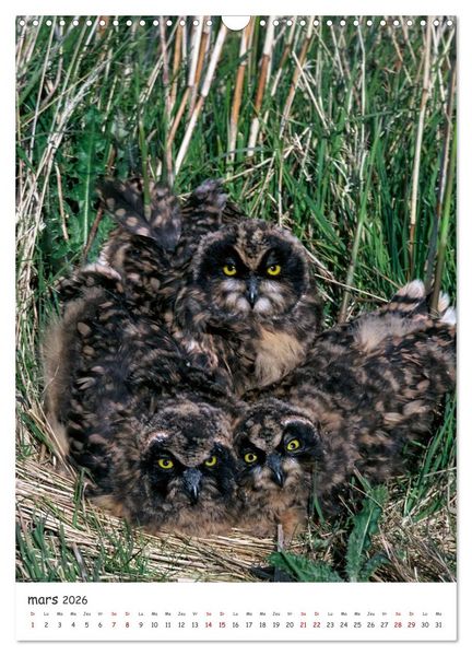 Produktbild: Une vie de hibou les oiseaux (Calendrier mural 2026 DIN A3 horizontal), CALVENDO calendrier mensuel
