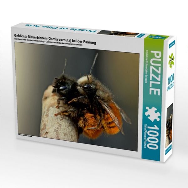 Produktbild: CALVENDO Puzzle Geh&ouml;rnte Mauerbienen (Osmia cornuta) bei der Paarung | 1000 Teile Lege-Gr&ouml;&szlig;e 64x48cm Foto-Puzzle f&uuml;r gl&uuml;ckliche Stunden