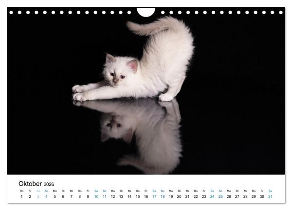 Produktbild: Heilige Birma Kitten - ein Traum auf wei&szlig;en Pf&ouml;tchen (Wandkalender 2026 DIN A4 quer), CALVENDO Monatskalender