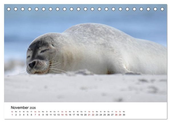 Produktbild: Mitreisekalender 2026 Helgoland (Tischkalender 2026 DIN A5 quer), CALVENDO Monatskalender