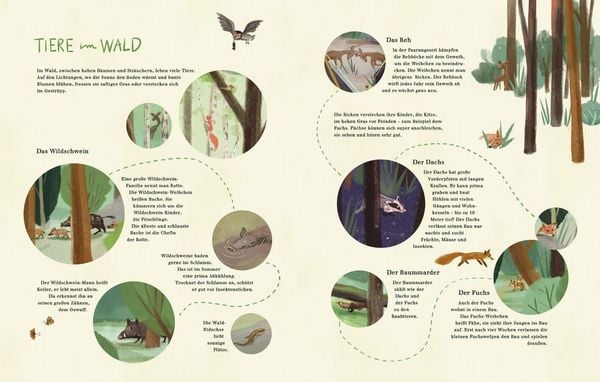 Produktbild: Pfadfinder Abenteuer im Wald