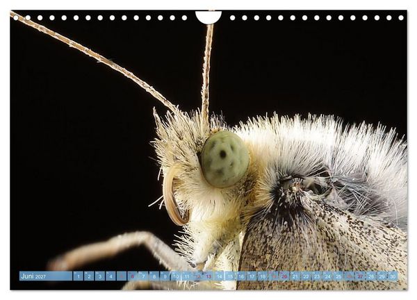 Produktbild: INSEKTENGESICHTER (Wandkalender 2027 DIN A4 quer), CALVENDO Monatskalender
