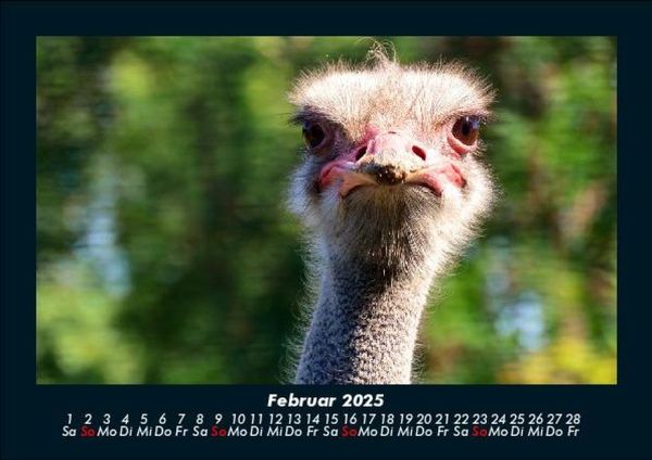 Produktbild: Welt der V&ouml;gel 2025 Fotokalender DIN A5