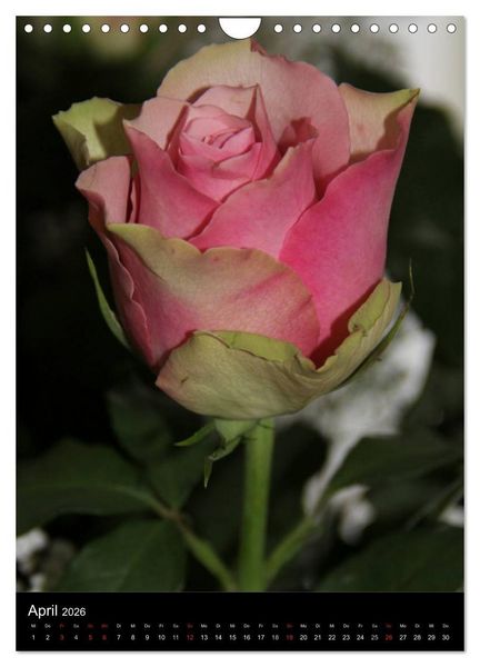 Produktbild: Zauberhafte Rosen (Wandkalender 2026 DIN A4 hoch), CALVENDO Monatskalender