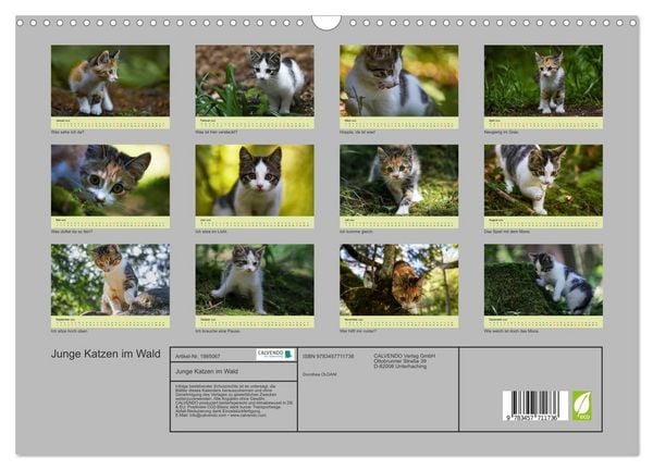 Produktbild: Junge Katzen im Wald (Wandkalender 2026 DIN A3 quer), CALVENDO Monatskalender