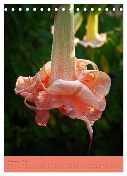 Produktbild: Brugmansia & Datura - Exotische Sch&ouml;nheiten (Tischkalender 2026 DIN A5 hoch), CALVENDO Monatskalender
