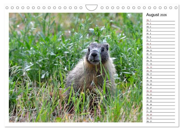 Produktbild: Murmeltiere in Nordamerika (Wandkalender 2026 DIN A4 quer), CALVENDO Monatskalender