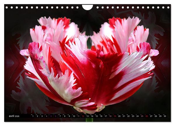 Produktbild: Bouquet d'un jour, bouquet pour toujours (Calendrier mural 2026 DIN A4 vertical), CALVENDO calendrier mensuel