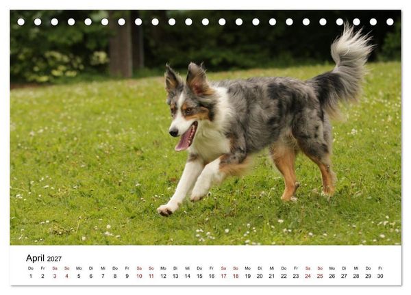 Produktbild: Australian Shepherd - Treue Blicke, wilde Herzen (Tischkalender 2027 DIN A5 quer), CALVENDO Monatskalender