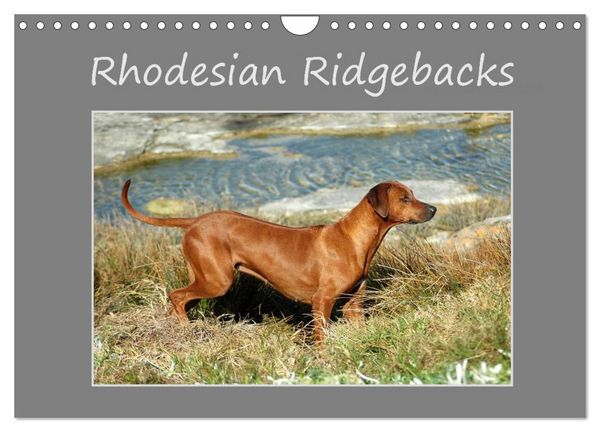 Produktbild: Rhodesian Ridgebacks (Wandkalender 2026 DIN A4 quer), CALVENDO Monatskalender