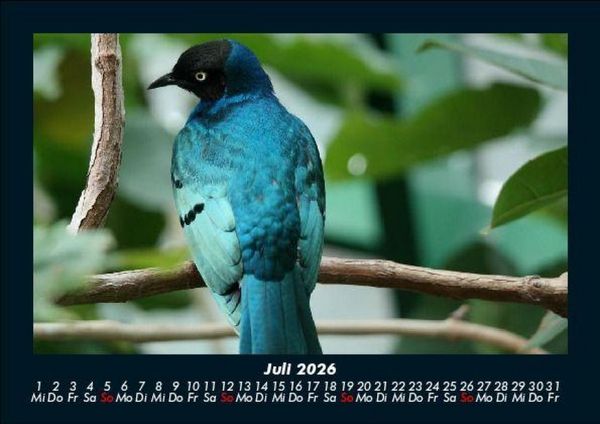 Produktbild: Vogelparadies 2026 Fotokalender DIN A5