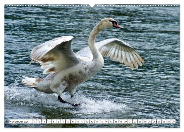 Produktbild: Elegante Schw&auml;ne (hochwertiger Premium Wandkalender 2026 DIN A2 quer), Kunstdruck in Hochglanz