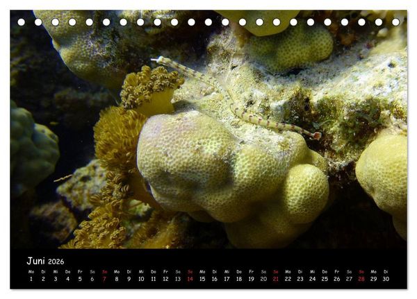 Produktbild: Rotes Meer - Unterwasserimpressionen (Tischkalender 2026 DIN A5 quer), CALVENDO Monatskalender