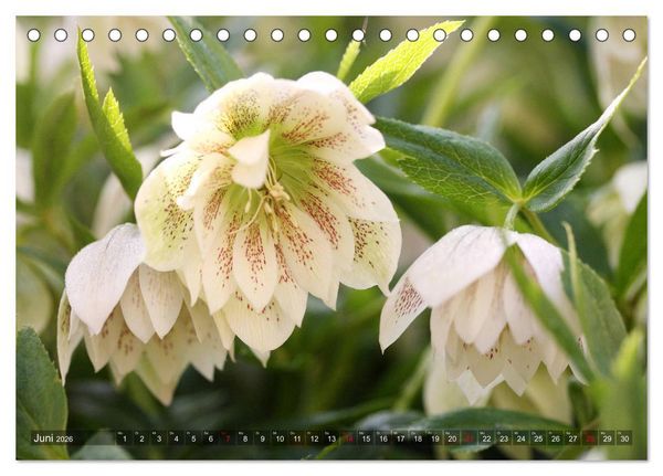 Produktbild: Christrosen (Tischkalender 2026 DIN A5 quer), CALVENDO Monatskalender