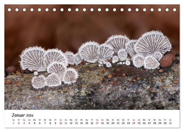 Produktbild: Pilzgalerie - Die bunte Welt der Baumpilze (Tischkalender 2026 DIN A5 quer), CALVENDO Monatskalender