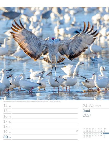 Produktbild: V&ouml;gel Wochenplaner Kalender 2027