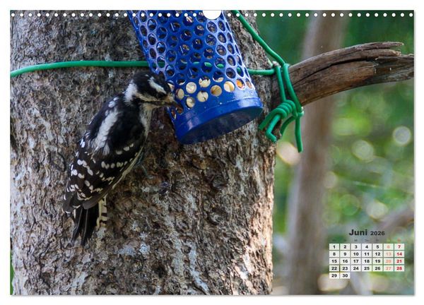 Produktbild: Kanadas charmante Kleintiere - Bezaubernde Einblicke in die Natur (Wandkalender 2026 DIN A3 quer), CALVENDO Monatskalender