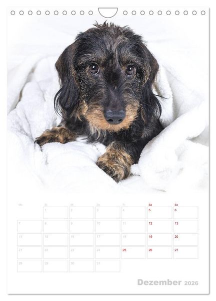 Produktbild: Der Dackel (M)ein treuer Weggef&auml;hrte (Wandkalender 2026 DIN A4 hoch), CALVENDO Monatskalender