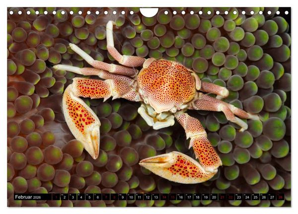 Produktbild: Raja Ampat - Faszinierende Unterwasserwelt (Wandkalender 2026 DIN A4 quer), CALVENDO Monatskalender