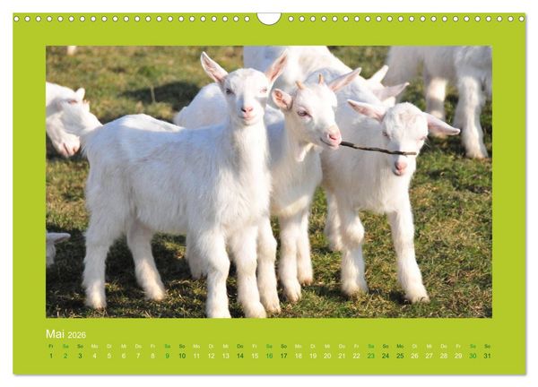 Produktbild: Ziegenkalender 2026 (Wandkalender 2026 DIN A3 quer), CALVENDO Monatskalender
