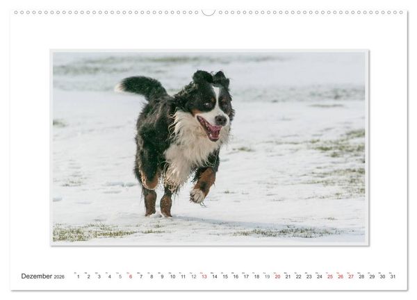 Produktbild: Emotionale Momente: Berner Sennenhund. (Wandkalender 2026 DIN A2 quer), CALVENDO Monatskalender