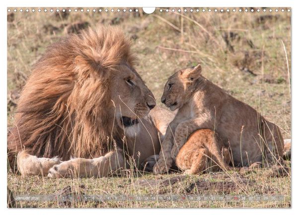 Produktbild: L&ouml;wen - Raubkatzen Afrikas (Wandkalender 2026 DIN A3 quer), CALVENDO Monatskalender