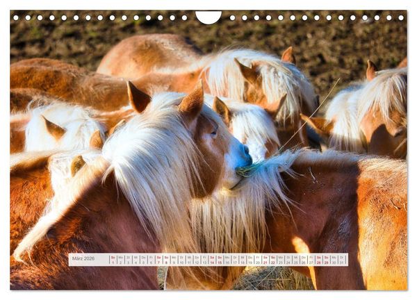 Produktbild: Haflinger im Th&uuml;ringer Wald (Wandkalender 2026 DIN A4 quer), CALVENDO Monatskalender