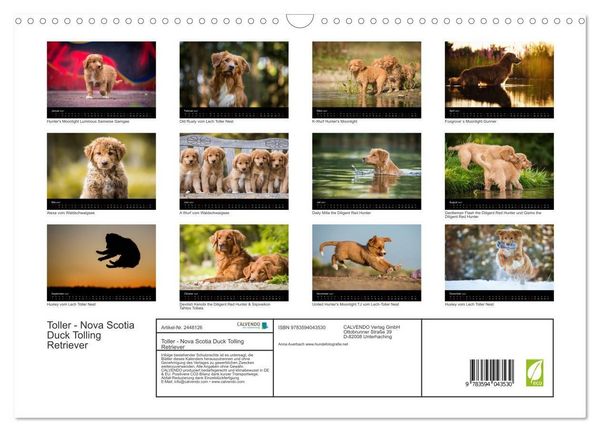 Produktbild: Toller - Nova Scotia Duck Tolling Retriever (Wandkalender 2027 DIN A3 quer), CALVENDO Monatskalender