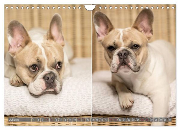 Produktbild: French Bully&acute;s - Gro&szlig;e Sch&auml;tze auf kleinen Pfoten (Wandkalender 2026 DIN A4 quer), CALVENDO Monatskalender