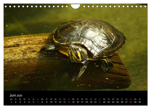 Produktbild: Das Leben der Schildkr&ouml;ten (Wandkalender 2026 DIN A4 quer), CALVENDO Monatskalender