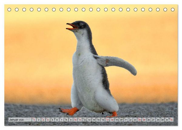 Produktbild: Pinguine der Falkland Inseln (Tischkalender 2026 DIN A5 quer), CALVENDO Monatskalender