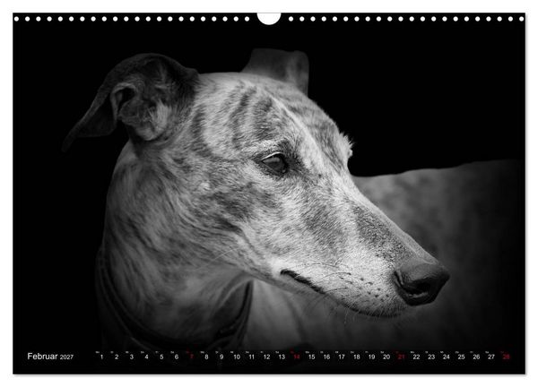 Produktbild: Galgo Espa&ntilde;ol - der spanische Windhund 2027 (Wandkalender 2027 DIN A3 quer), CALVENDO Monatskalender