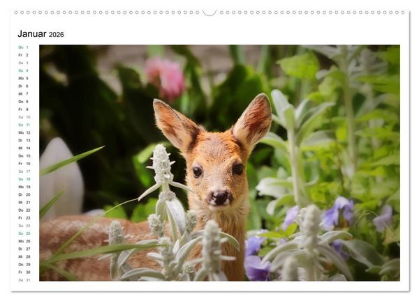 Produktbild: Rehkitze, zierliche Sch&ouml;nheiten mit gro&szlig;en, sanften Augen (hochwertiger Premium Wandkalender 2026 DIN A2 quer), Kunstdruck in Hochglanz