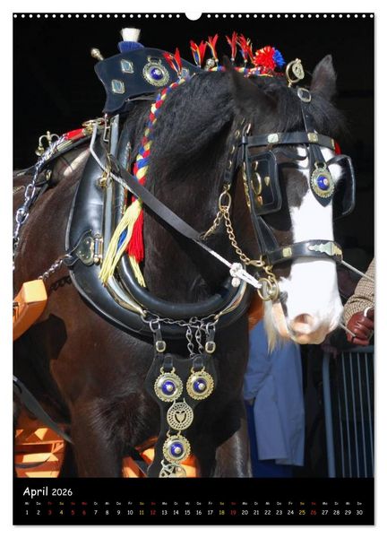 Produktbild: Shire Horse - Geschm&uuml;ckte Riesen (Wandkalender 2026 DIN A2 hoch), CALVENDO Monatskalender