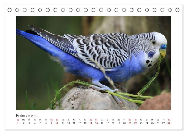 Produktbild: Wellensittichkalender! - Das Original (Tischkalender 2026 DIN A5 quer), CALVENDO Monatskalender