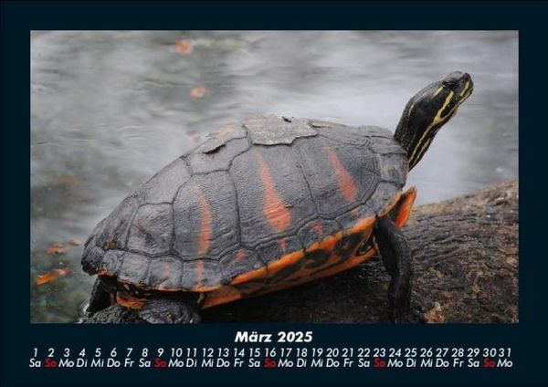Produktbild: Schildkr&ouml;tenzauber 2025 Fotokalender DIN A5