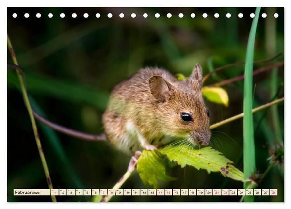Produktbild: Kleiner Nager - Maus (Tischkalender 2026 DIN A5 quer), CALVENDO Monatskalender