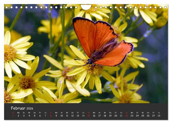 Produktbild: Wundersch&ouml;ne Schmetterlinge (Wandkalender 2026 DIN A4 quer), CALVENDO Monatskalender
