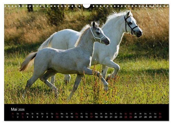 Produktbild: Faszinierende Pferde 2026 (Wandkalender 2026 DIN A3 quer), CALVENDO Monatskalender