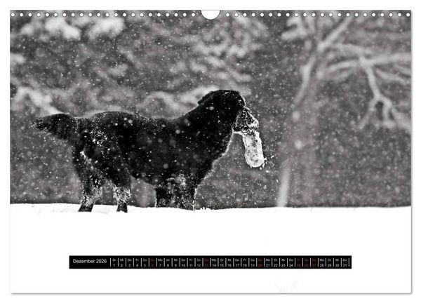 Produktbild: Flatcoated Retriever Black Edition (Wandkalender 2026 DIN A3 quer), CALVENDO Monatskalender