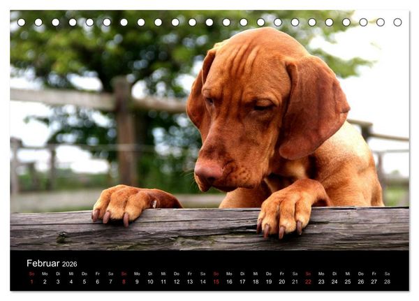 Produktbild: Magyar Vizsla (Tischkalender 2026 DIN A5 quer), CALVENDO Monatskalender
