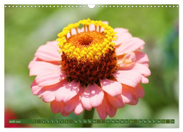 Produktbild: La beaut&eacute; des fleurs (Calendrier mural 2026 DIN A3 vertical), CALVENDO calendrier mensuel