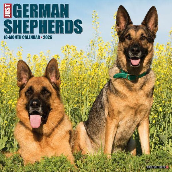 Produktbild: German Shepherds 2026 Wall Calendar