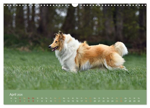 Produktbild: Fantastische Collies - Sieger der Herzen (Wandkalender 2026 DIN A3 quer), CALVENDO Monatskalender